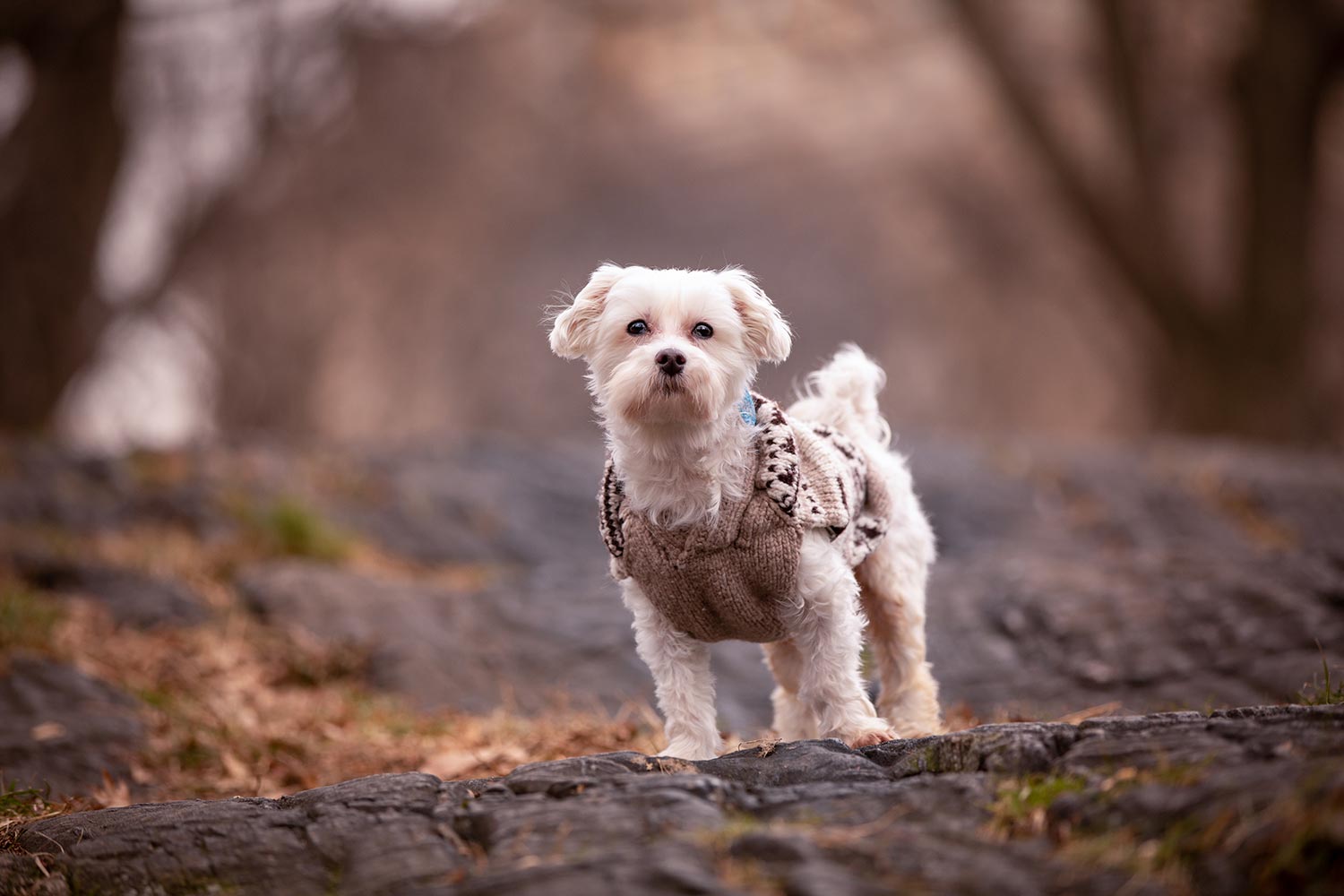 Wiley - NYC dog photographer